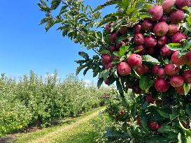 Apple Season In Canada