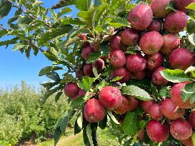 Apple Season In Canada