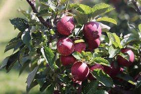 Apple Season In Canada