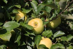 Apple Season In Canada