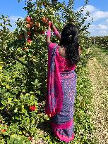 Apple Season In Canada