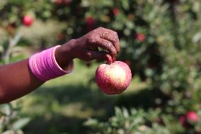 Apple Season In Canada