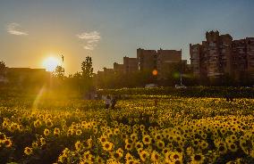 Tourists Play Among Sunflowers in Full Bloom in Karamay