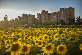 Tourists Play Among Sunflowers in Full Bloom in Karamay