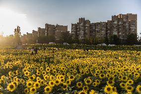 Tourists Play Among Sunflowers in Full Bloom in Karamay