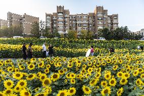 Tourists Play Among Sunflowers in Full Bloom in Karamay