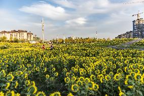 Tourists Play Among Sunflowers in Full Bloom in Karamay