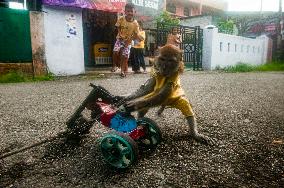 Controversial Monkey Mask Circuses - Indonesia