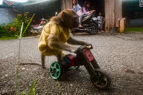 Controversial Monkey Mask Circuses - Indonesia