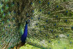 Wild Peacock - India