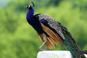 Wild Peacock - India