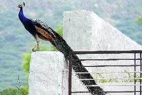 Wild Peacock - India