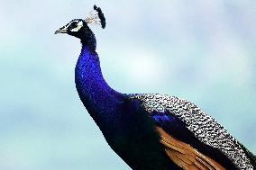 Wild Peacock - India