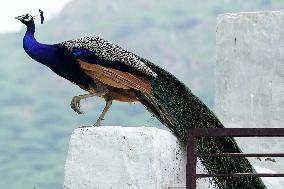 Wild Peacock - India