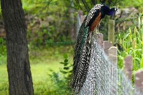 Wild Peacock - India