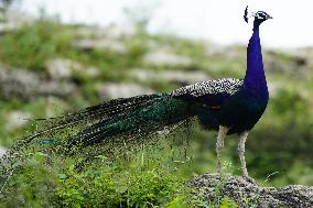 Wild Peacock - India