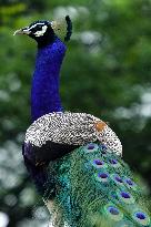 Wild Peacock - India