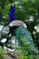 Wild Peacock - India