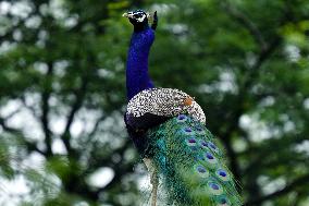 Wild Peacock - India