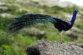 Wild Peacock - India