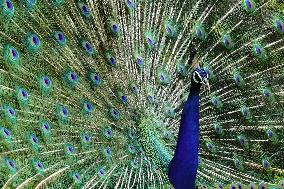 Wild Peacock - India