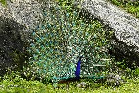 Wild Peacock - India