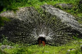 Wild Peacock - India