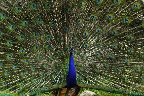 Wild Peacock - India