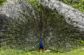 Wild Peacock - India