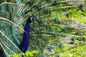 Wild Peacock - India