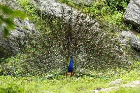 Wild Peacock - India