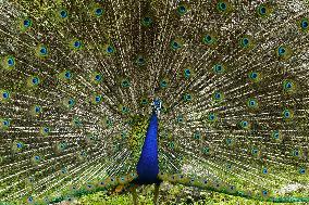 Wild Peacock - India