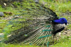 Wild Peacock - India