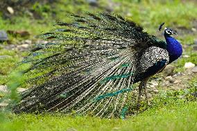 Wild Peacock - India