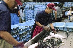 Year's first puffer fish auction in western Japan