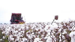 Cotton Harvest in Xinjiang