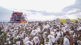 Cotton Harvest in Xinjiang