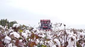 Cotton Harvest in Xinjiang