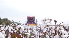 Cotton Harvest in Xinjiang