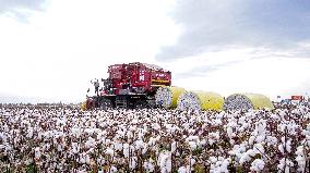 Cotton Harvest in Xinjiang