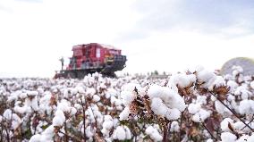 Cotton Harvest in Xinjiang