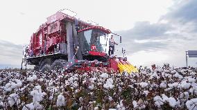 Cotton Harvest in Xinjiang