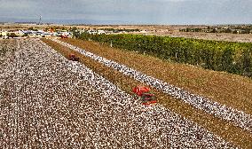 Cotton Harvest in Xinjiang