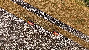 Cotton Harvest in Xinjiang