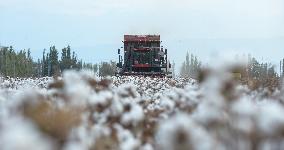 Cotton Harvest in Xinjiang