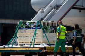 Hong Kong Welcome Ceremony For Panda At Airport