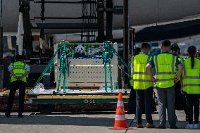 Hong Kong Welcome Ceremony For Panda At Airport