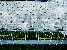 Greenhouse Farming - Netherlands