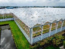 Greenhouse Farming - Netherlands