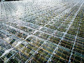 Greenhouse Farming - Netherlands